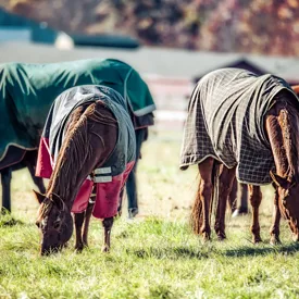 Horse Blankets Shutterstock 760634923